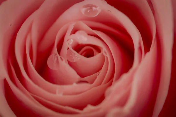 Women hand holding a bouquet of Pink Ohara roses variety, studio shot, pink flowers — Stock Photo, Image