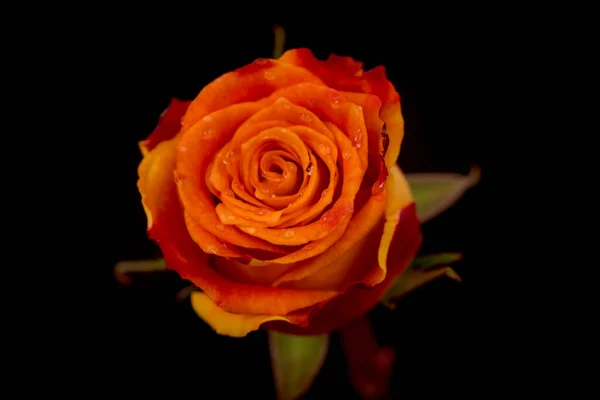 Close up macro of Silantoi roses variety, studio shot. — Stock Photo, Image