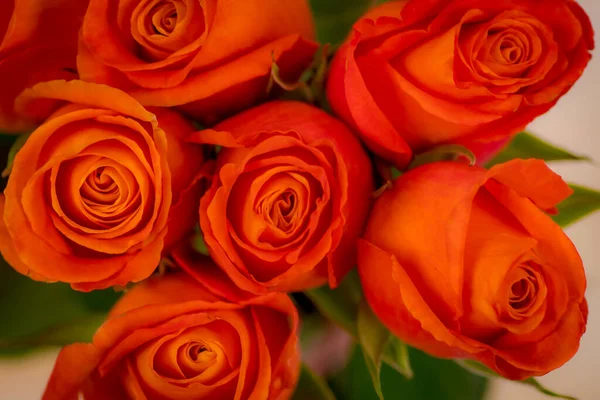 Macro ripresa da vicino di varietà di rose confidenziali, ripresa in studio . — Foto Stock