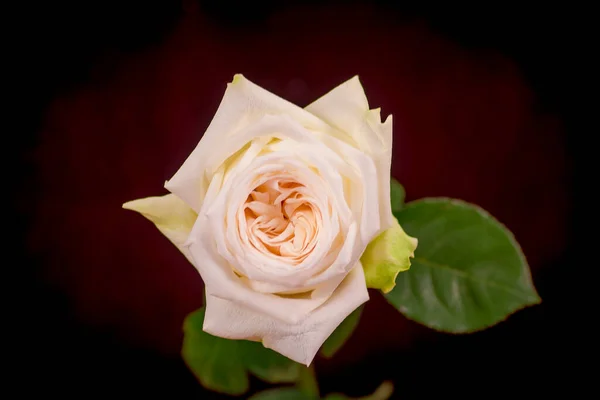 Close up macro shot de um buquê de variedade de rosas White Ohara, tiro estúdio, flores brancas — Fotografia de Stock