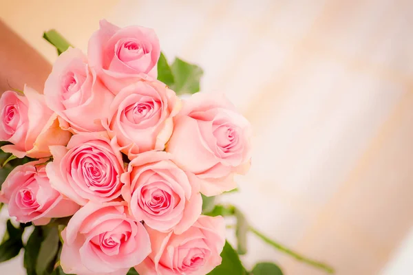 Primer plano macro de Luciano rosas variedad, toma de estudio . — Foto de Stock