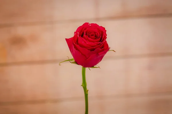 Macro, Primo piano della classica varietà di rose Explorer, ripresa in studio . — Foto Stock