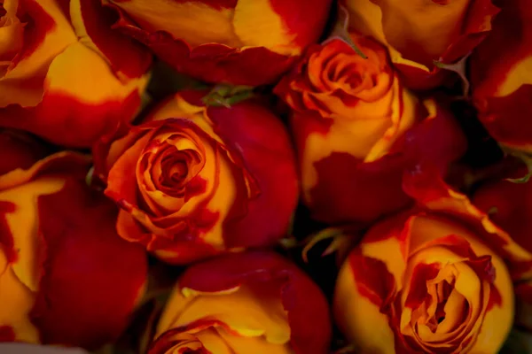 Donne mano in possesso di un mazzo di varietà di rose Silantoi, girato in studio . — Foto Stock