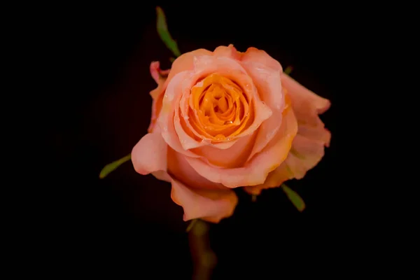 Close up macro foto de pêssego Crepúsculo rosas variedade, tiro estúdio . — Fotografia de Stock