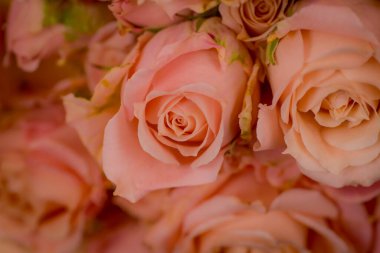 Bir buket Sahra Sansasyon gülleri çeşidi, stüdyo çekimi, pembe çiçekler.