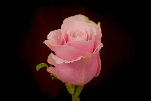 Närbild av en bukett av rosa Mondial rosor variation, studio skott, rosa blommor — Stockfoto