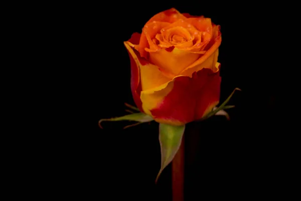 Κοντινό πλάνο της ποικιλίας τριαντάφυλλα Silantoi, στούντιο πυροβόλησε. — Φωτογραφία Αρχείου