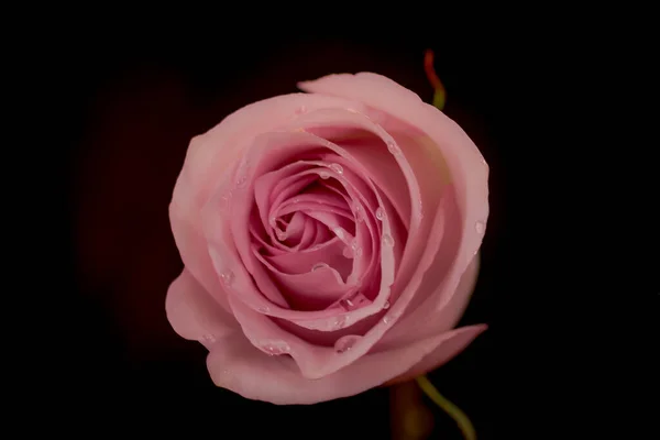 Close up macro shot de um buquê de variedade de rosas Secret Garden, estúdio tiro, flores cor de rosa — Fotografia de Stock