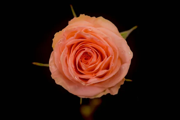 Close up macro foto de pêssego Tiffany variedade de rosas, tiro estúdio . — Fotografia de Stock
