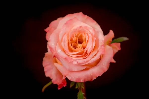 Close-up macro van perzik Shimmer rozen verscheidenheid, studio shot. — Stockfoto