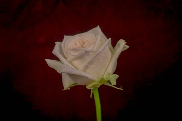 Close up macro shot de um buquê de variedade de rosas White Ohara, tiro estúdio, flores brancas — Fotografia de Stock