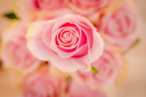Primo piano di un mazzo di rose rosa Mondial varietà, studio shot, fiori rosa — Foto Stock