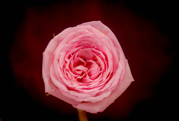 Close-up tiro de um buquê de rosa Ohara variedade rosas, tiro estúdio, flores cor de rosa — Fotografia de Stock