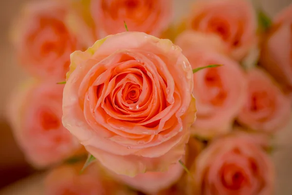 Close up macro foto di pesca Tiffany varietà di rose, riprese in studio . — Foto Stock