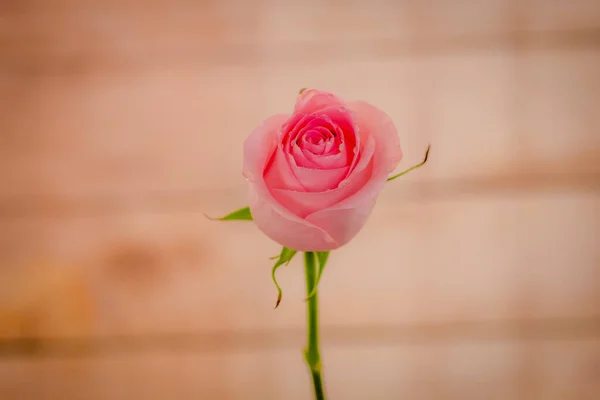 Macro ravvicinato di varietà di rose Luciano, ripresa in studio . — Foto Stock