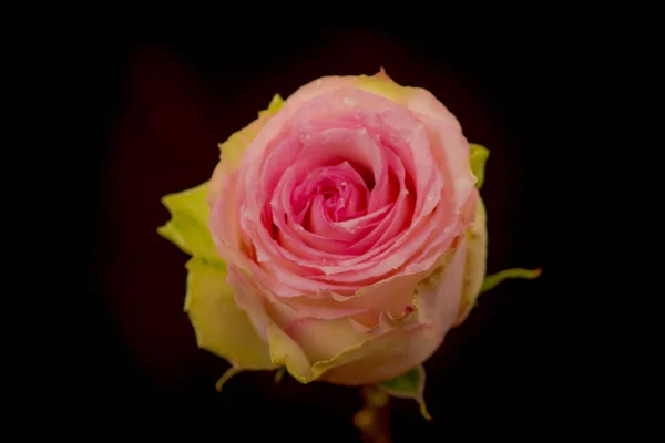 Close up de variedade de rosas Esperance, tiro estúdio . — Fotografia de Stock