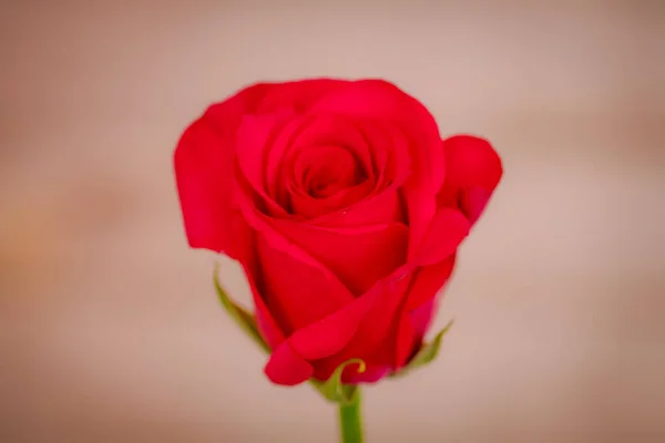 Close up macro of Hot Explorer roses variety, studio shot. — Stock Photo, Image