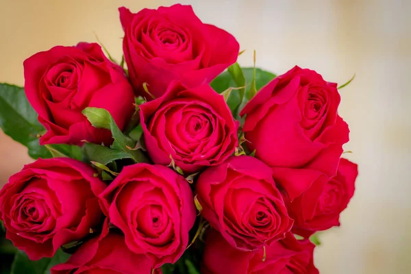 महिलाओं हाथ में हॉट स्पॉट गुलाब की विविधता, स्टूडियो शॉट . — स्टॉक फ़ोटो, इमेज