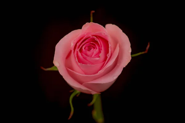 Close up macro de Luciano rosas variedade, tiro estúdio . — Fotografia de Stock