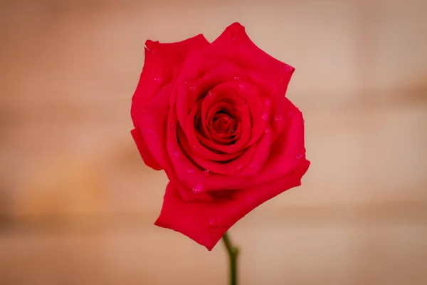Makro, Detailní záběr klasické odrůdy růží Explorer, studiový záběr. — Stock fotografie