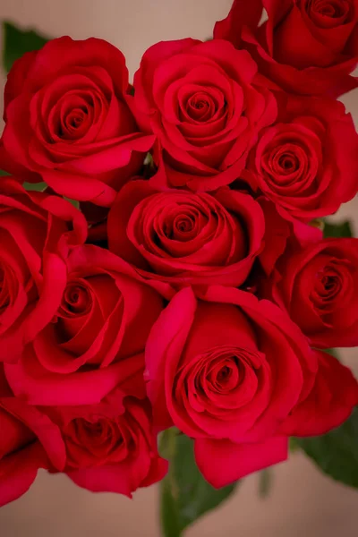 Close up of a bouquet of Hot Explorer roses variety, studio shot. — Stok Foto