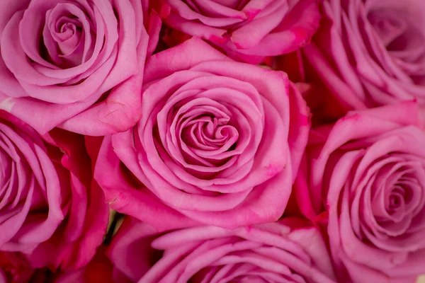 Close Up Macro of Moody Blues rosas variedade, tiro estúdio . — Fotografia de Stock