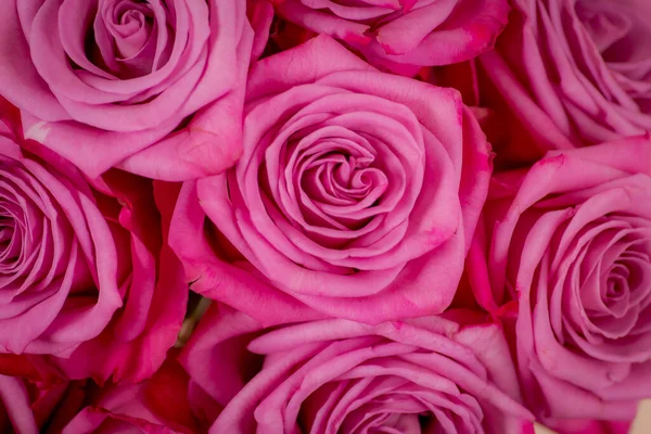 Close Up Macro of Moody Blues rosas variedade, tiro estúdio . — Fotografia de Stock