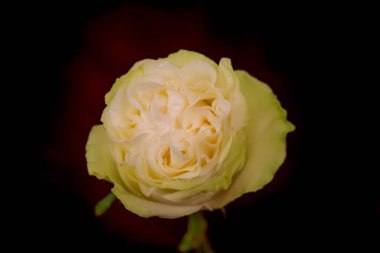 Bir buket Moonstone Garden gül çeşitliliği, stüdyo çekimi, beyaz çiçekler.