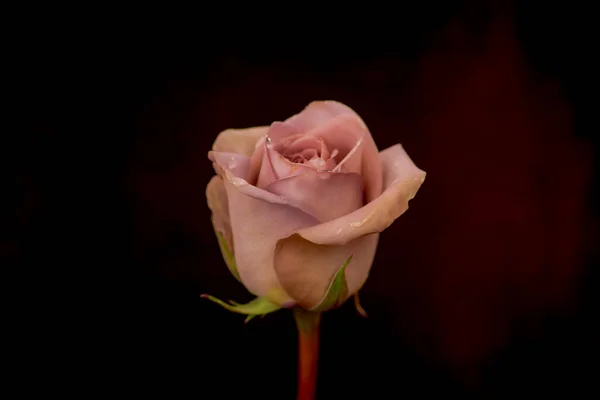 Close-up de um buquê de variedade de rosas Amnesia, tiro estúdio, flores cor de rosa — Fotografia de Stock