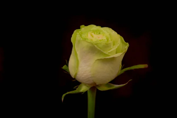 Close-up de um buquê de variedade de rosas Wasabi, tiro estúdio, flores verdes — Fotografia de Stock