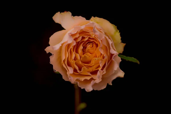 Close up de um buquê de Campanella Garden rosas variedade, tiro estúdio, flores de pêssego — Fotografia de Stock