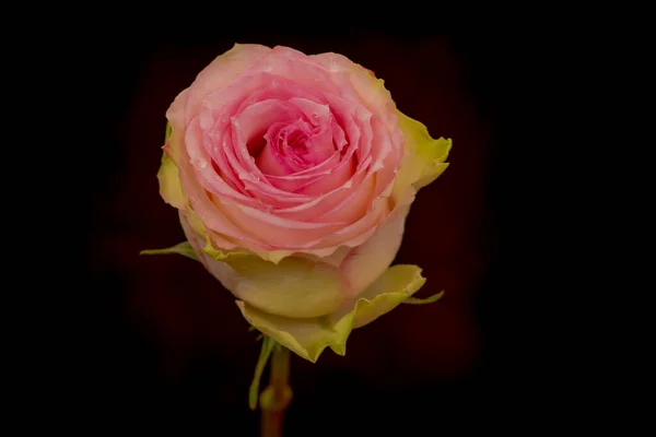 Közelről egy csokor eszperancia rózsa fajta, stúdió lövés, rózsaszín virágok — Stock Fotó