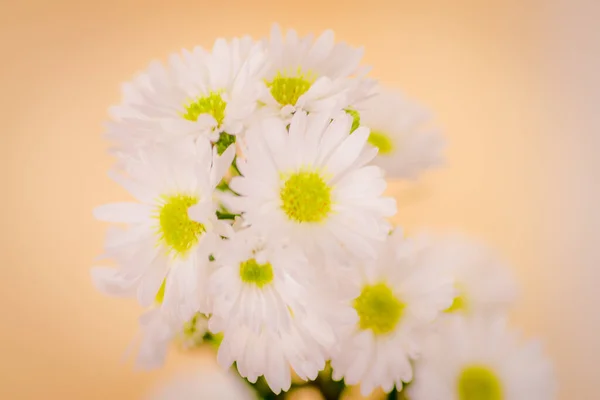 Asteeの白い夏の花の花束の終わり品種、スタジオショット、白い花の品種. — ストック写真