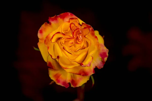 Close up de um buquê de notícias Flash Garden rosas variedade, estúdio tiro, flores amarelas e vermelhas — Fotografia de Stock