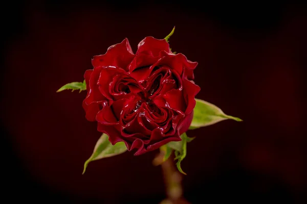 Close up de um buquê de corações Jardim rosas variedade, estúdio tiro, flores vermelhas — Fotografia de Stock