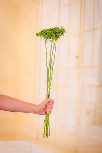 Kvinnor hand hålla en bukett av gröna Trachelium sommar blommor sort, studio skott, gröna blommor — Stockfoto