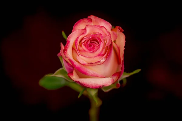 Close-up van een boeket van Paloma rozen variëteit, studio shot, roze bloemen — Stockfoto