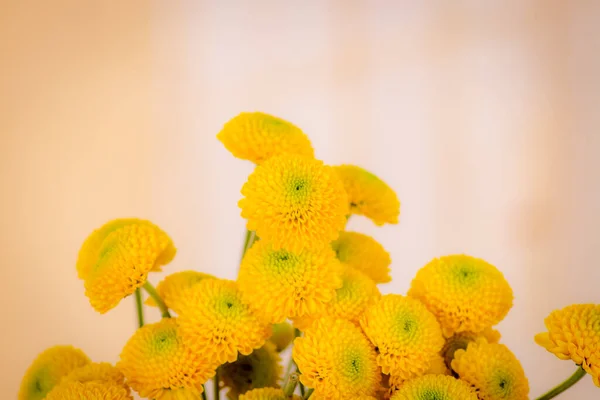 Närbild av en bukett gul krysantemum sort, studio skott, gula sommarblommor — Stockfoto