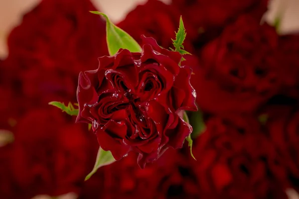 Primo piano di un mazzo di rose rosa Mondial varietà, studio shot, fiori rosa — Foto Stock