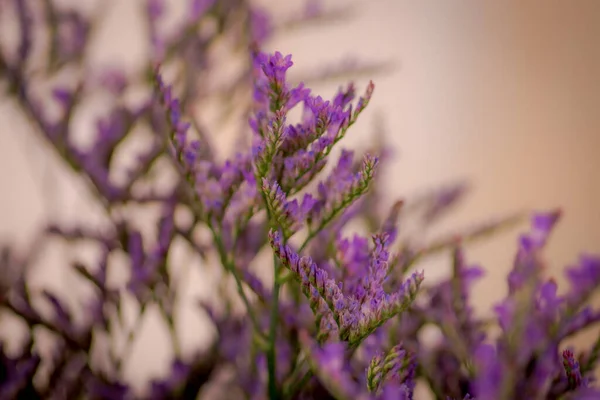 Primo piano di un mazzo di Limonio Maine varietà Blue Foliage, ripresa in studio, fiori viola — Foto Stock