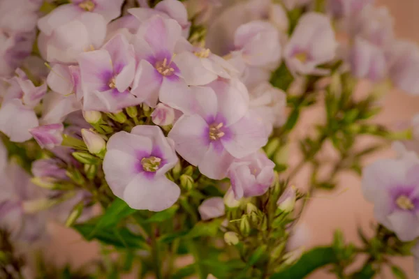 女性の手はフロックスミスマープル夏の花の花束を保持品種、スタジオショット、白い花 — ストック写真