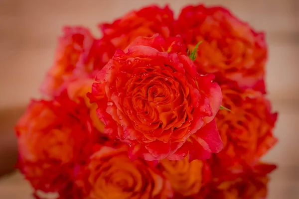 Close up of a bouquet of Free Spirit roses variety, studio shot, orange flowers