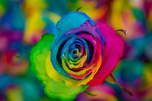 Close-up de um buquê de variedade de rosas arco-íris matizado, tiro estúdio, flores multicoloridas — Fotografia de Stock