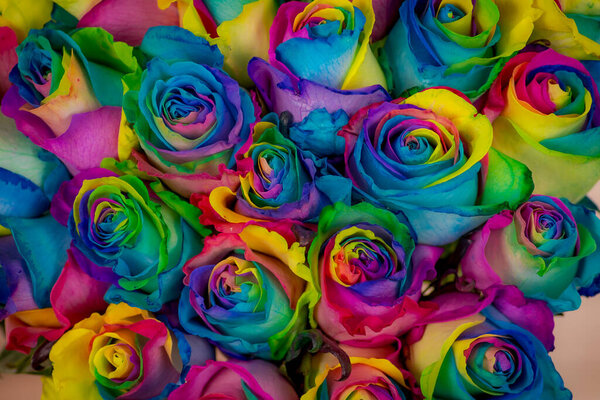 Close up of a bouquet of Tinted Rainbow roses variety, studio shot, multicolored flowers