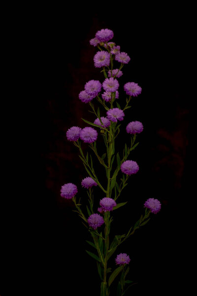 Букет цветов Astee Blue Summer, студийный снимок, фиолетовые цветы
.