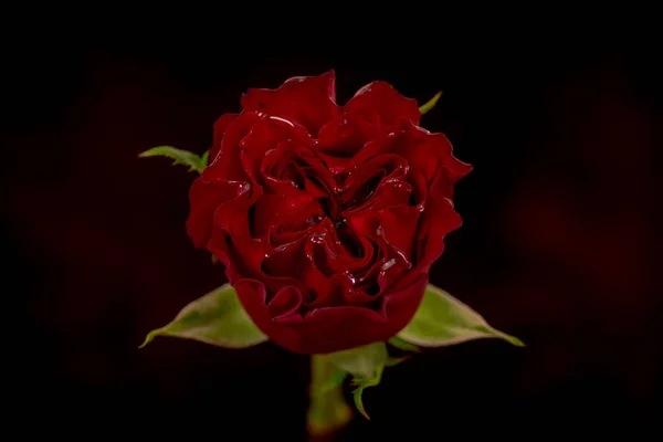 关闭了一束红心花园玫瑰的品种，工作室拍摄，红花 — 图库照片