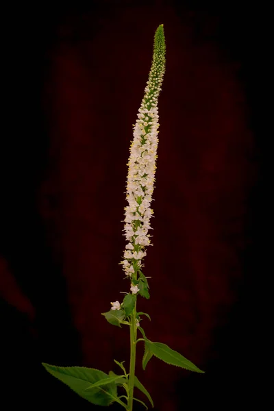 Imagens grande plano de um buquê de Veronica branca flores de verão variedade, tiro estúdio, flores brancas — Fotografia de Stock