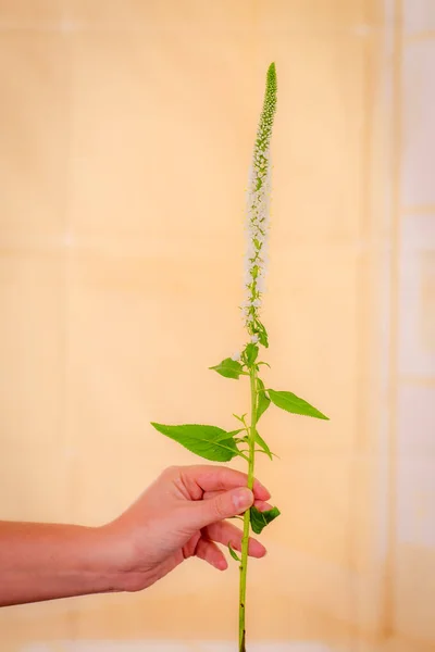 Close up of a bouquet of White Veronica Summer Flowers variety, studio shot, white flowers — Stock Photo, Image