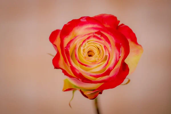 Close up de um buquê de Sua Majestosa variedade de rosas, estúdio tiro, flores tom duplo — Fotografia de Stock