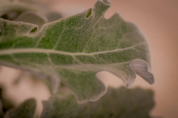 Primer plano de un ramo de Senecio Cineraria variedad follaje, plano de estudio, flores verdes —  Fotos de Stock